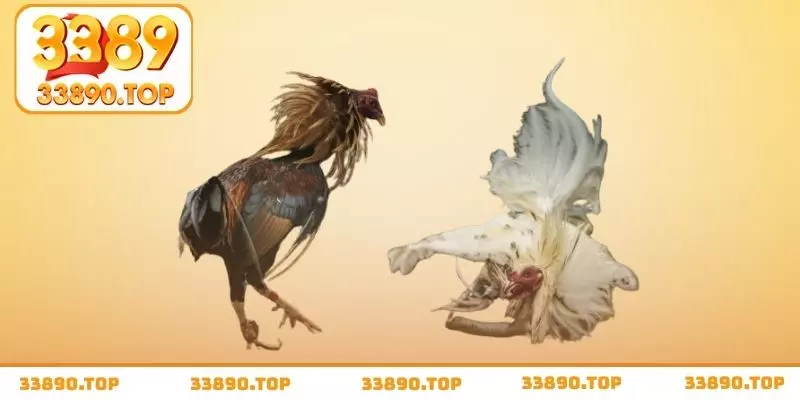 Đấu kê cựa sắt với những pha đá ngoạn mục