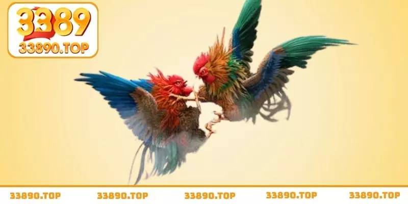 Mẹo chọn gà chiến đá hay qua tướng mắt chuẩn