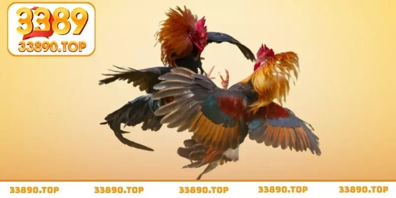 Thông qua lối đá để tìm ra chiến kê mạnh nhất