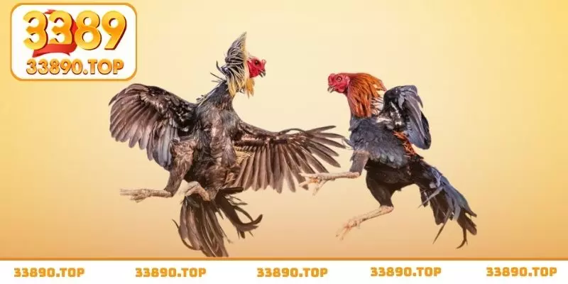 Top 3 sảnh cược đá gà 3389 không thể bỏ qua